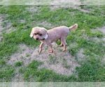 Small #3 Mutt