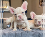 Small #3 French Bulldog