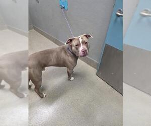 Mutt Dogs for adoption in Las Vegas, NV, USA