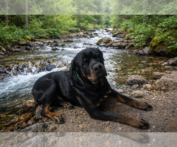 Medium Photo #4 Rottweiler Puppy For Sale in MIDWAY, UT, USA
