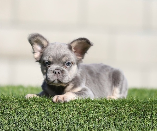 Medium Photo #2 French Bulldog Puppy For Sale in DETROIT, MI, USA