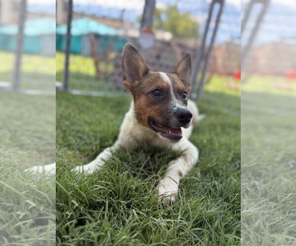 Medium Photo #2 Mutt Puppy For Sale in Queen Creek, AZ, USA