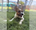 Small #1 Mutt