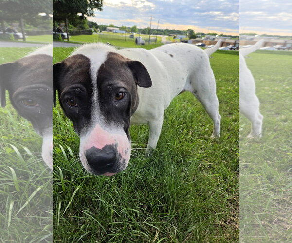 Medium Photo #5 Labrador Retriever-Unknown Mix Puppy For Sale in Rustburg, VA, USA