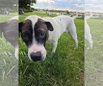 Small Photo #5 Labrador Retriever-Unknown Mix Puppy For Sale in Rustburg, VA, USA
