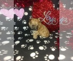 Small Photo #7 Morkie Puppy For Sale in LAPEER, MI, USA