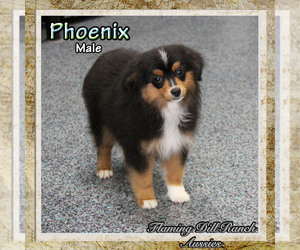 Miniature Australian Shepherd Dog for Adoption in FORESTBURG, Texas USA