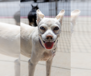 Jillie - Female Chihuahua-Unknown Mix Dog for Adoption - Photo #13