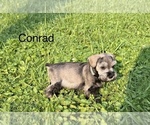 Puppy Conrad Schnauzer (Miniature)