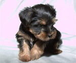 Small Photo #2 Yorkshire Terrier Puppy For Sale in NORTHGLENN, CO, USA