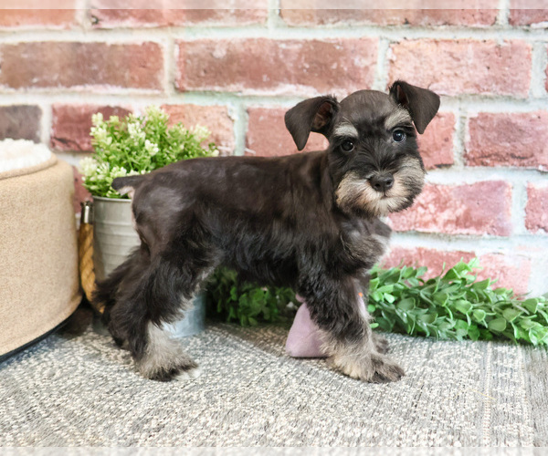 Medium Photo #3 Schnauzer (Miniature) Puppy For Sale in SYRACUSE, IN, USA