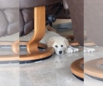 Small #3 Great Pyrenees