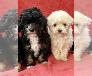 Poodle (Miniature) Puppy for sale in FAIR HAVEN, MI, USA