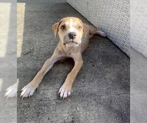 Black Mouth Cur-Labrador Retriever Mix Dogs for adoption in Royse City, TX, USA