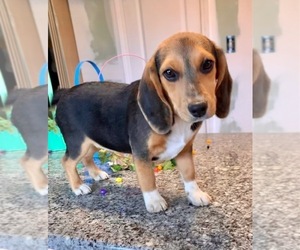 Beagle Puppy for Sale in MARSHALL, Arkansas USA