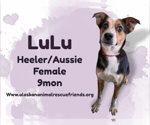 Australian Shepherd-Unknown Mix Dogs for adoption in Anchorage, AK, USA