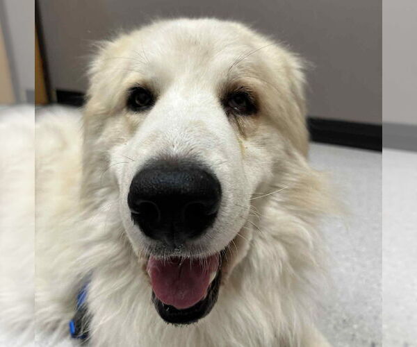 Medium Photo #5 Great Pyrenees-Unknown Mix Puppy For Sale in Fargo, ND, USA