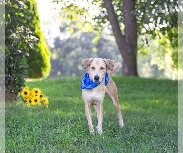 Medium Photo #3 Labrador Retriever-Unknown Mix Puppy For Sale in Unionville, PA, USA