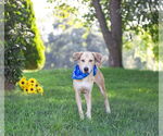 Small #2 Labrador Retriever Mix