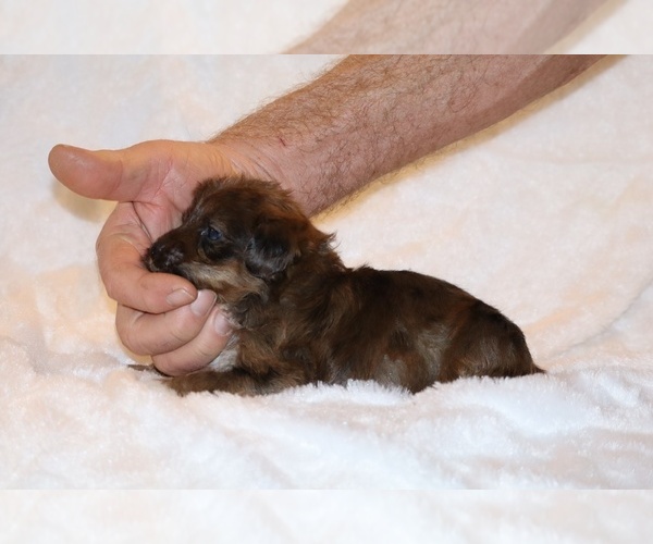 Medium Photo #14 Poodle (Toy)-YorkiePoo Mix Puppy For Sale in DYERSBURG, TN, USA
