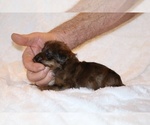 Small #13 Poodle (Toy)-YorkiePoo Mix