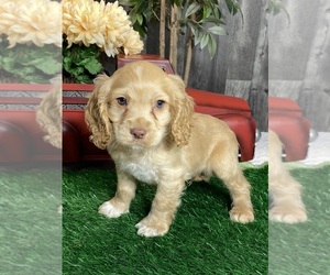 Cocker Spaniel Puppy for sale in CANOGA, NY, USA