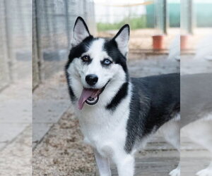 Siberian Husky Dogs for adoption in Matawan, NJ, USA