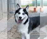 Maya - Female Siberian Husky Dog for Adoption - Small photo