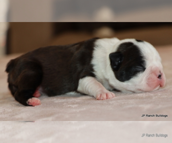 Medium Photo #3 Boston Terrier Puppy For Sale in WINNSBORO, TX, USA