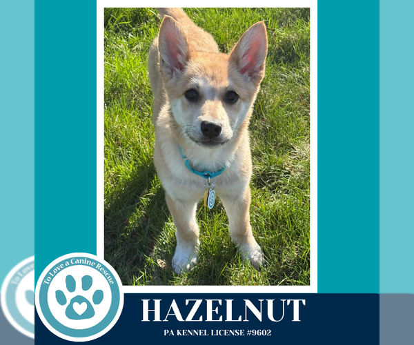 Medium Photo #3 Mutt Puppy For Sale in Kimberton, PA, USA