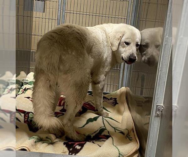 Medium Photo #1 Great Pyrenees Puppy For Sale in Modesto, CA, USA