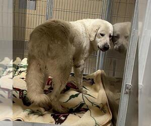 Great Pyrenees Dogs for adoption in Modesto, CA, USA