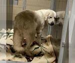 Small Great Pyrenees