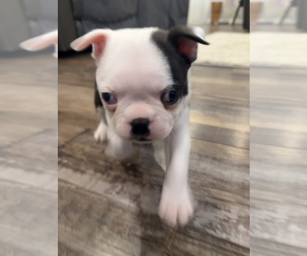 Medium Photo #6 Boston Terrier Puppy For Sale in FREDONIA, KS, USA