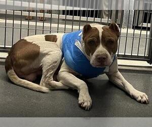 American Staffordshire Terrier-Unknown Mix Dogs for adoption in San Antonio, TX, USA