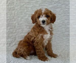 Medium Maltipoo