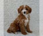 Small Maltipoo