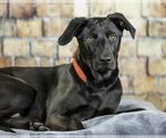 Small Photo #5 Labrador Retriever-Unknown Mix Puppy For Sale in Farmington, MN, USA