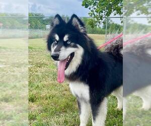 Alaskan Malamute Dogs for adoption in Lee's Summit, MO, USA