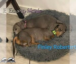 Small Photo #20 Dachshund Puppy For Sale in San Antonio, TX, USA