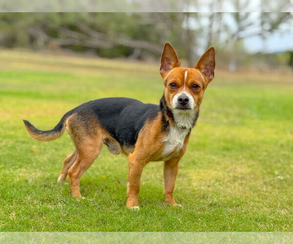 Medium Photo #1 Chihuahua-Unknown Mix Puppy For Sale in PIPE CREEK, TX, USA