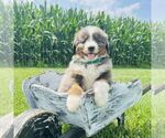 Small #4 Bernedoodle (Miniature)