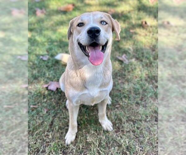 Medium Photo #1 Labrador Retriever-Unknown Mix Puppy For Sale in Riverside, CA, USA