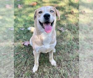 Labrador Retriever-Unknown Mix Dogs for adoption in Riverside, CA, USA