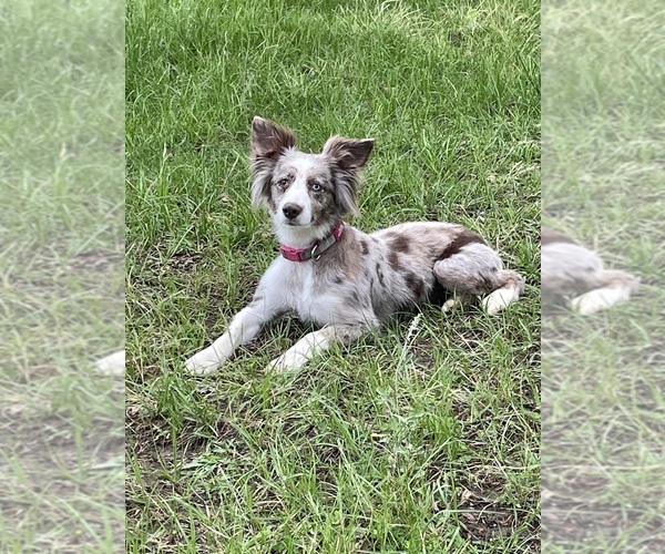 Medium Photo #1 Miniature Australian Shepherd Puppy For Sale in AMITY, AR, USA