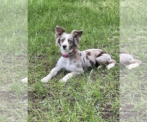Mother of the Miniature Australian Shepherd puppies born on 02/24/2026