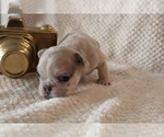Small #26 French Bulldog