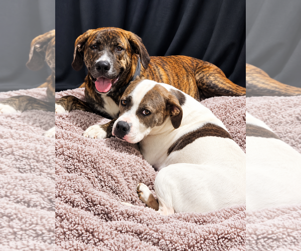 Medium Photo #5 Bull-Boxer Puppy For Sale in Chandler, AZ, USA