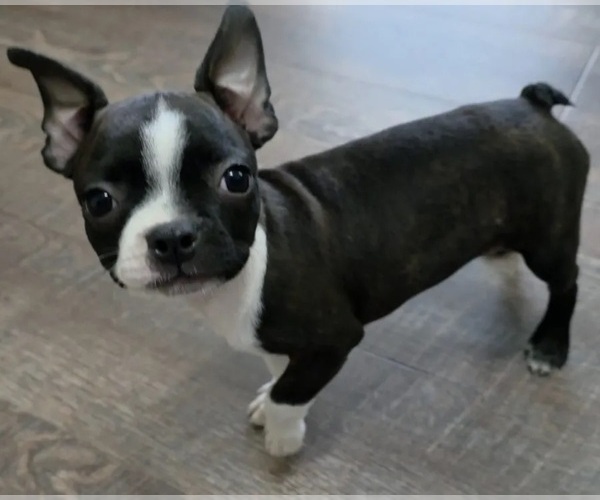Medium Photo #1 Boston Terrier Puppy For Sale in LAKELAND, FL, USA