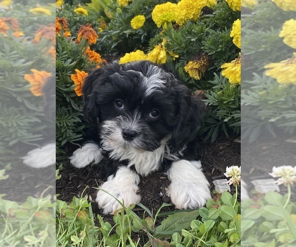 Medium Photo #1 Cavanese Puppy For Sale in CANOGA, NY, USA